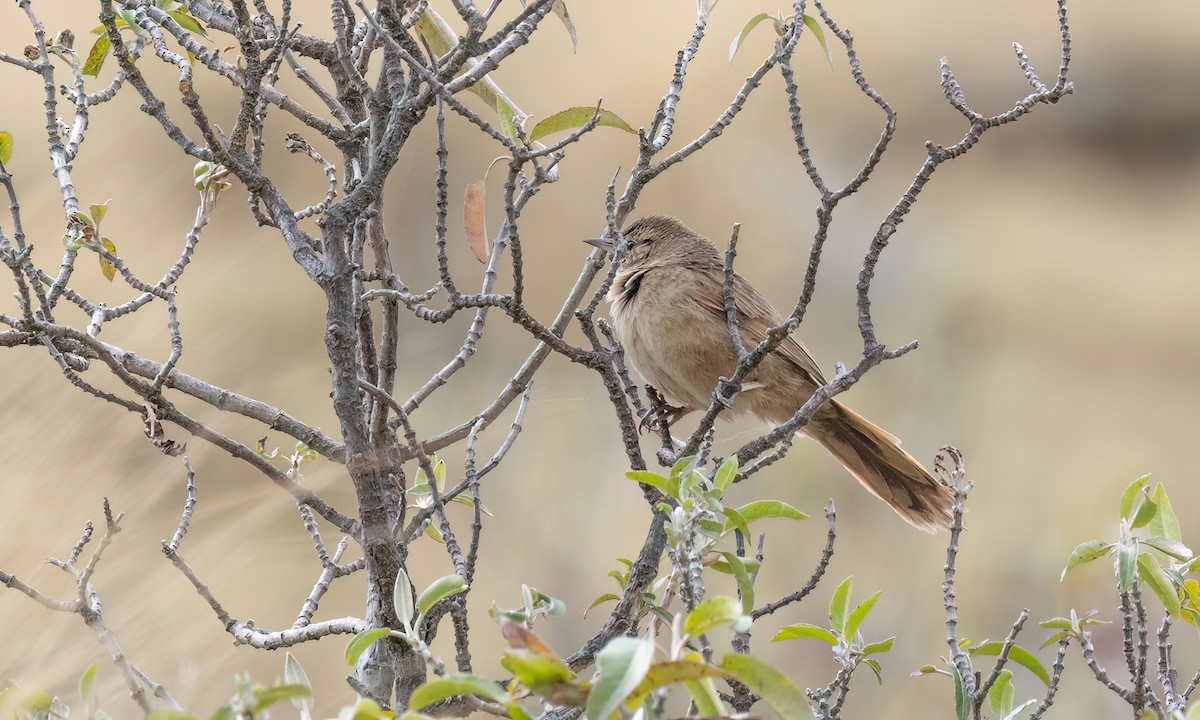 Streak-backed Canastero (Puna) - ML644562918