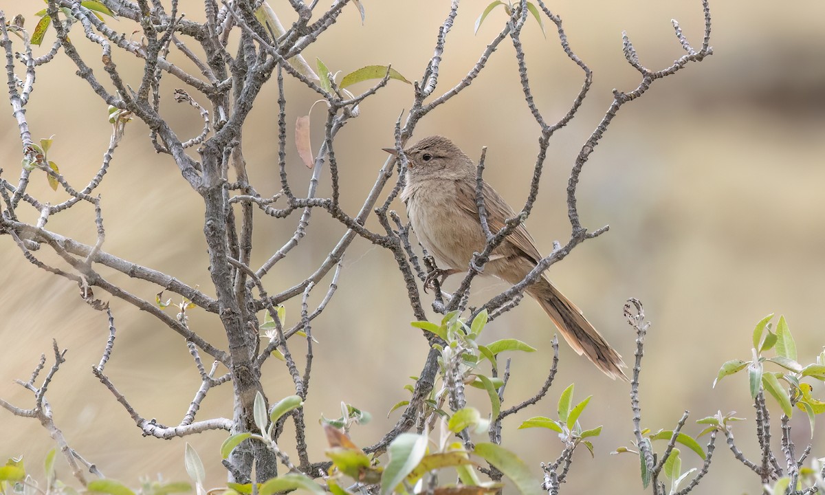 Streak-backed Canastero (Puna) - ML644562919