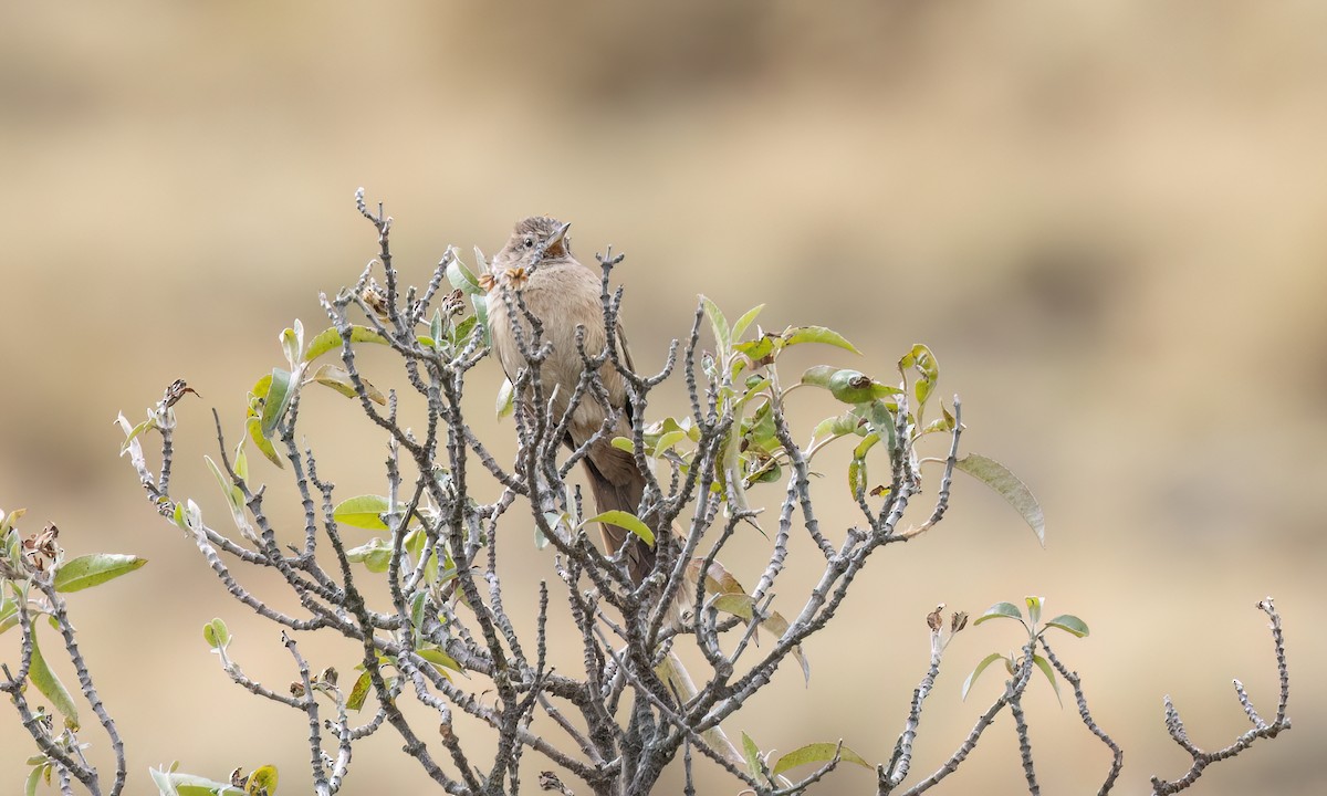 Streak-backed Canastero (Puna) - ML644562920