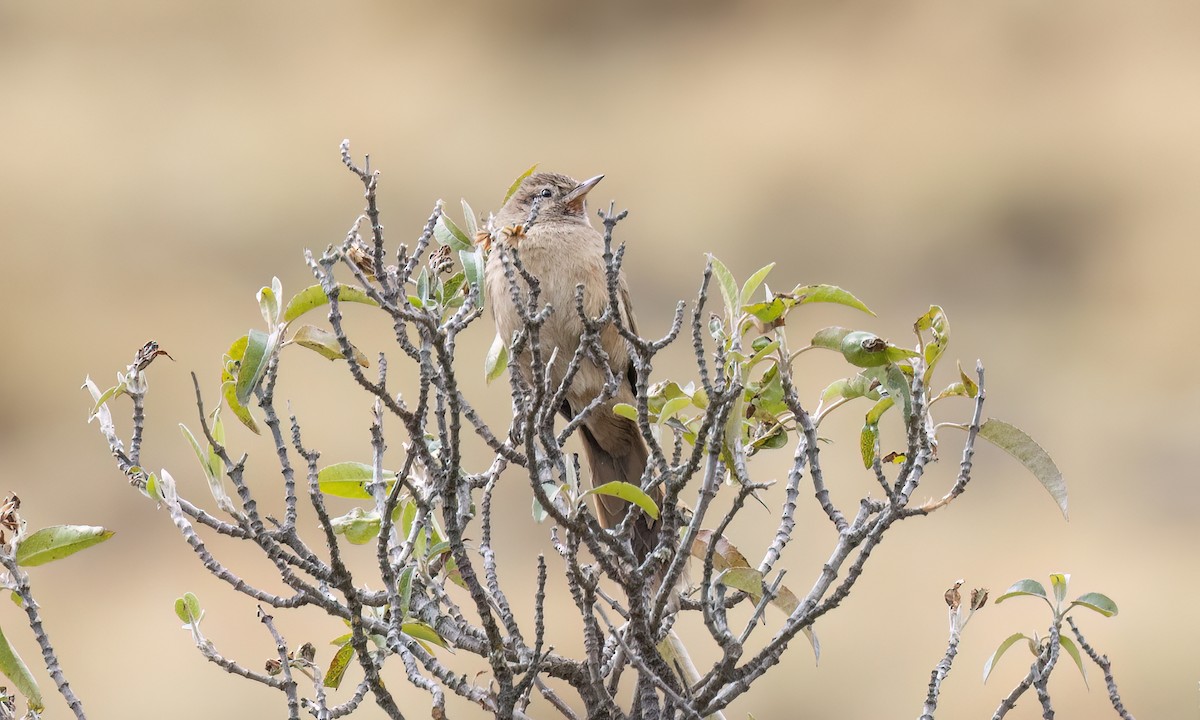 Streak-backed Canastero (Puna) - ML644562921