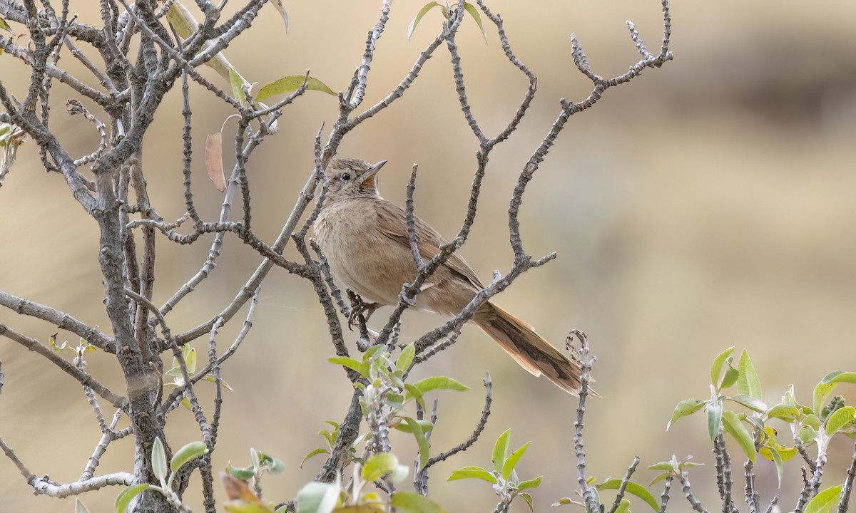 Streak-backed Canastero (Puna) - ML644562922