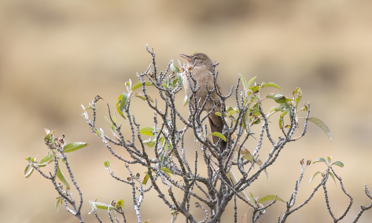 Damalı Sepetören [sclateri grubu] - ML644562923