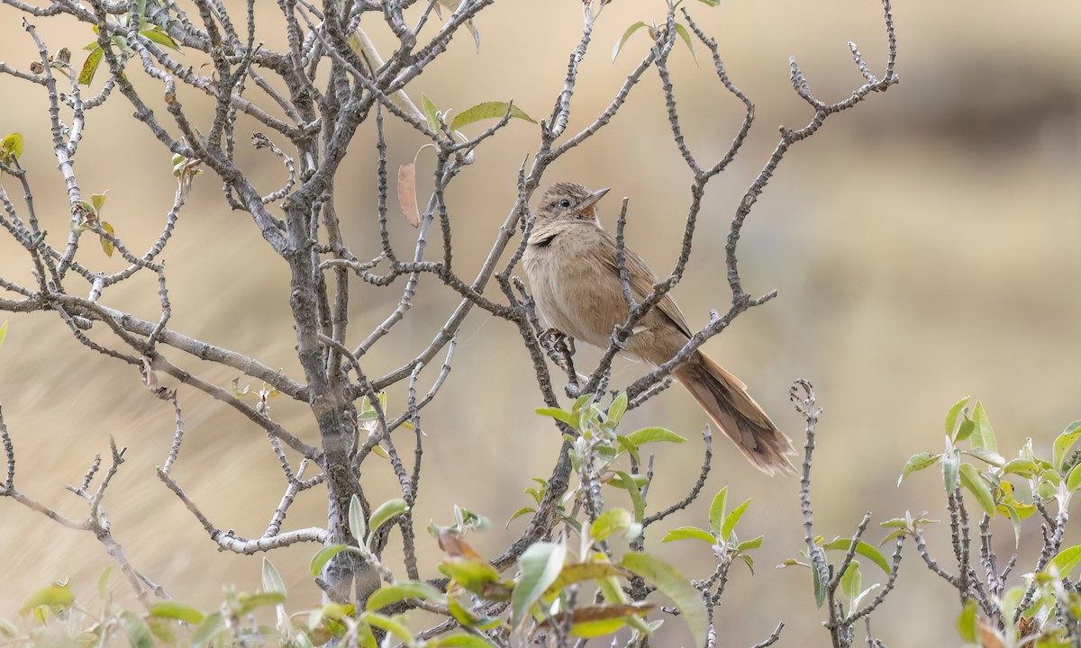Damalı Sepetören [sclateri grubu] - ML644562924