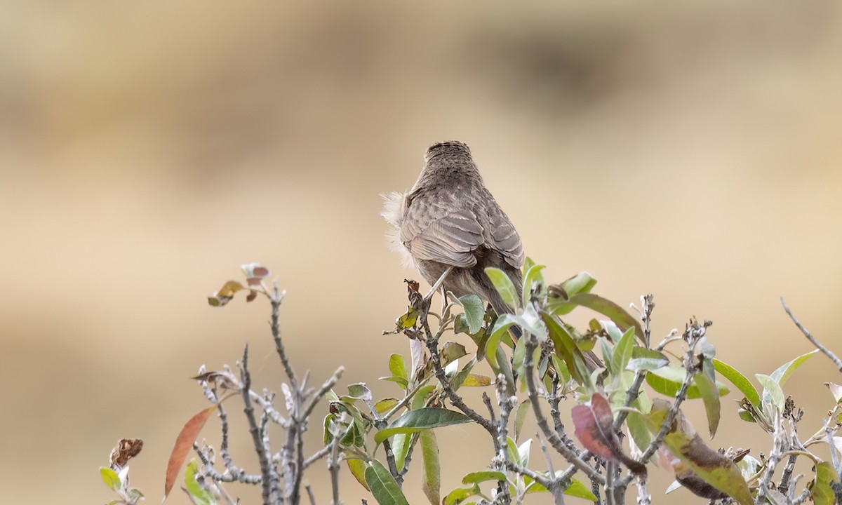 Damalı Sepetören [sclateri grubu] - ML644562925