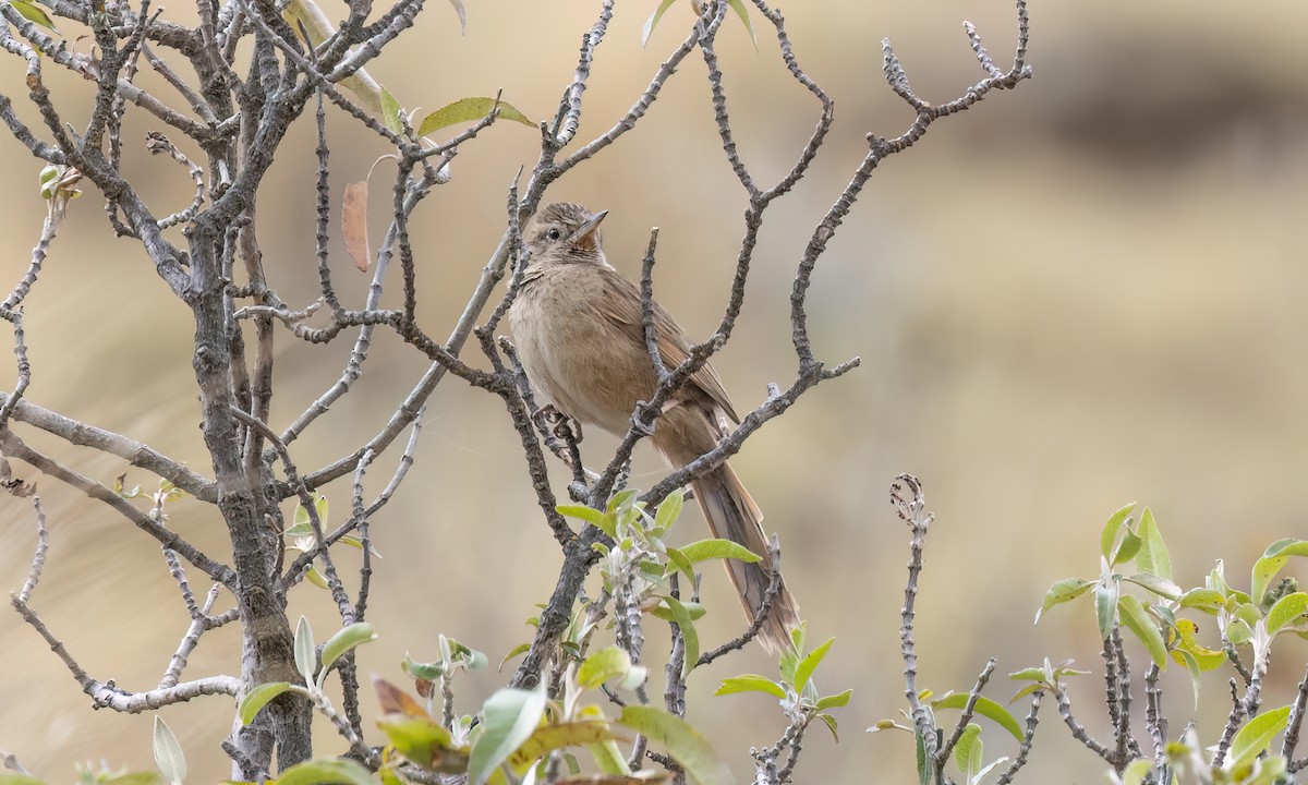 Damalı Sepetören [sclateri grubu] - ML644562926
