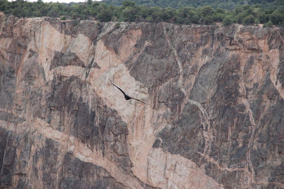 Turkey Vulture - ML644562928