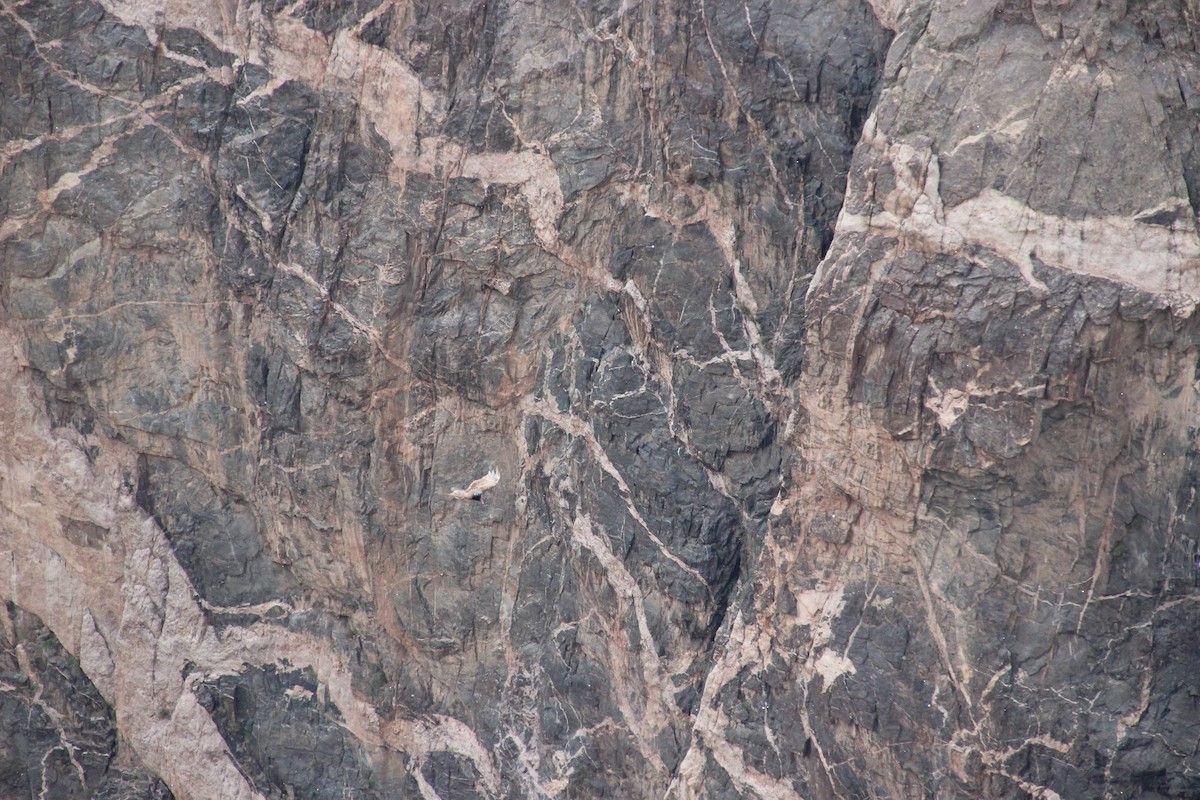 Turkey Vulture - ML644562929