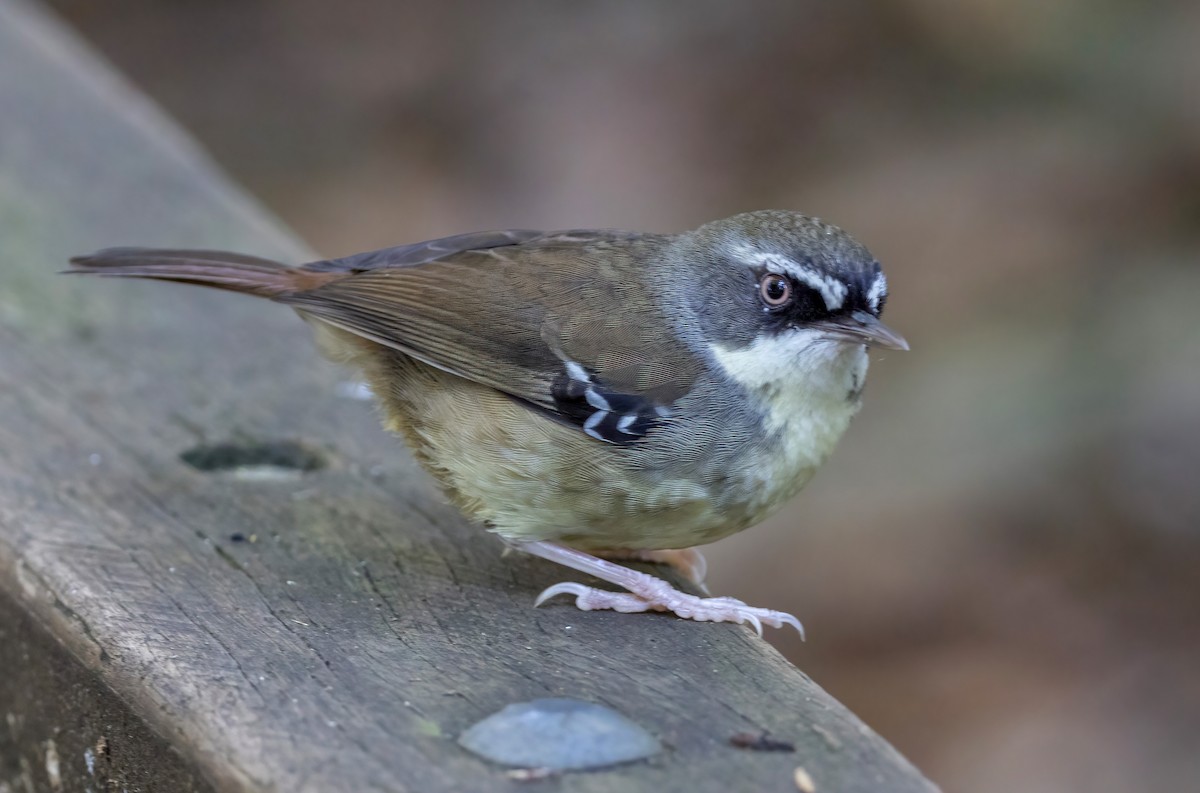 hvitbrynkrattsmett - ML644562931