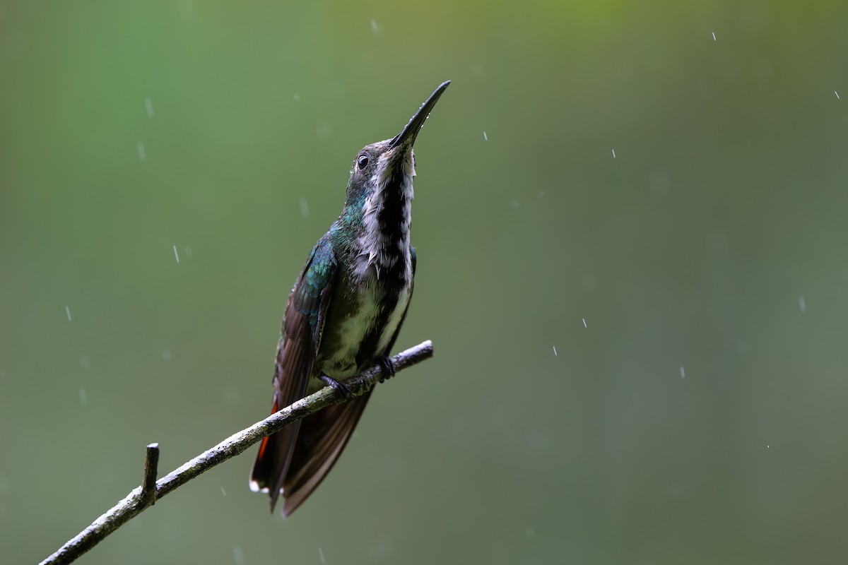 Black-throated Mango - ML644562941