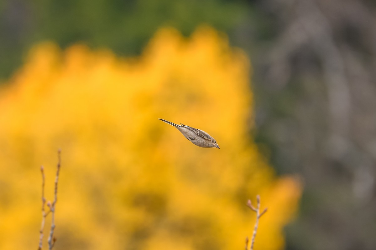 ťuhýk severní - ML644562954