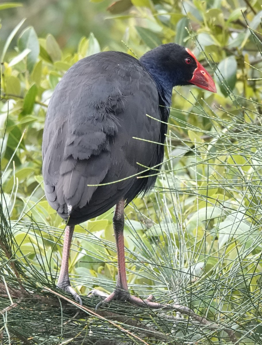 Avustralya Sazhorozu - ML644562958