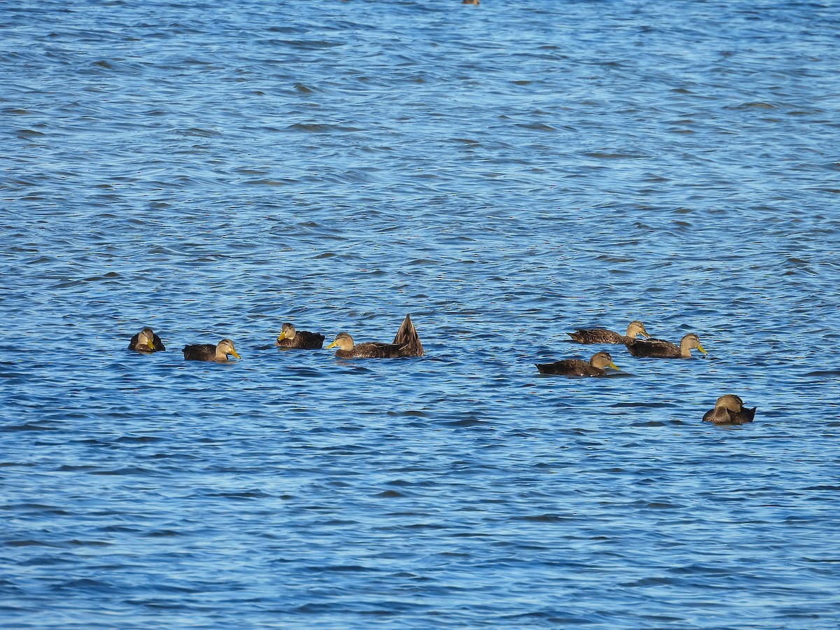 Esmer Ördek - ML644562959