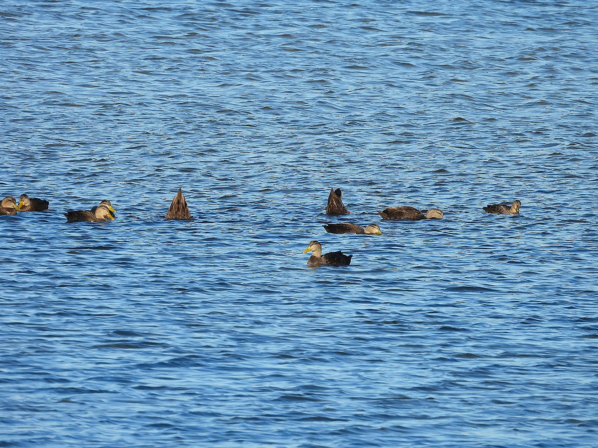 Esmer Ördek - ML644562960