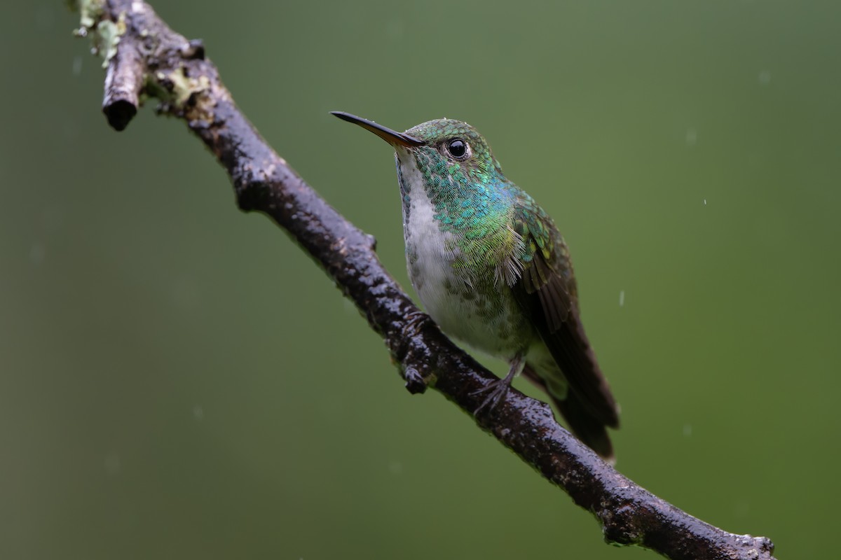 Parlak Gerdanlı Zümrüt - ML644562961