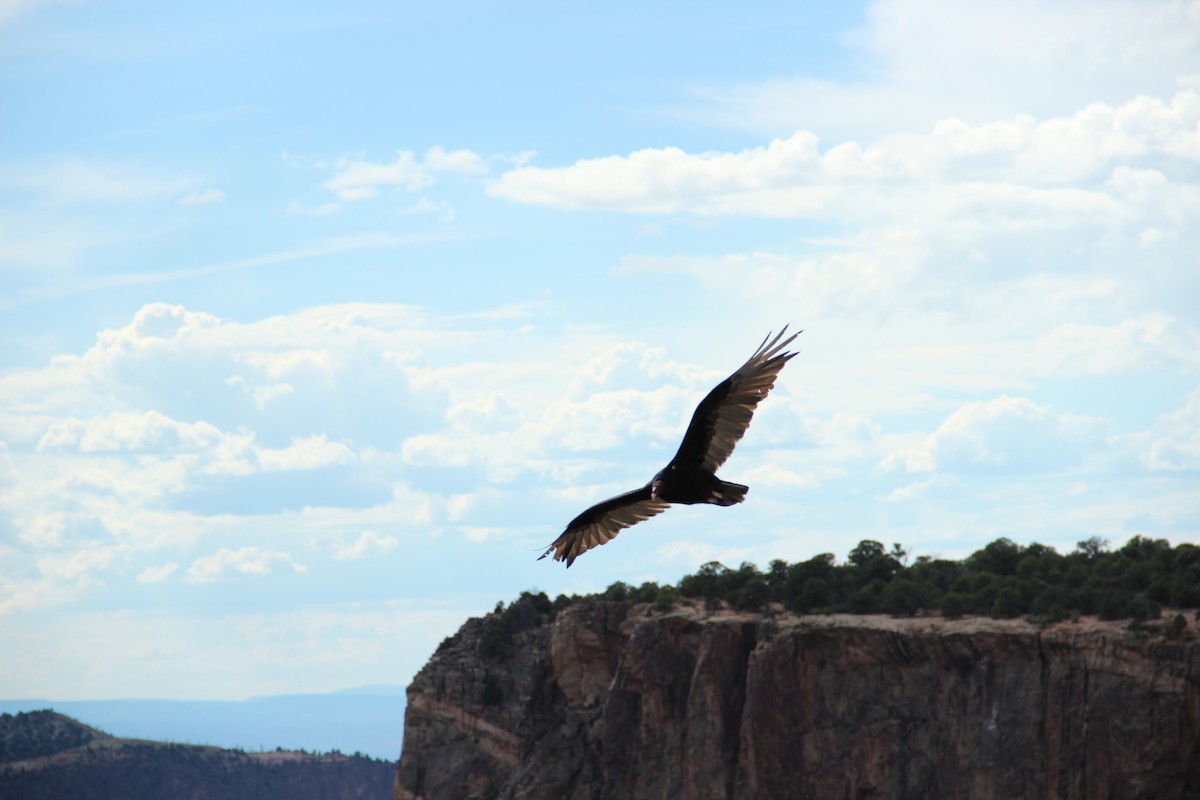 Hindi Akbabası - ML644562964