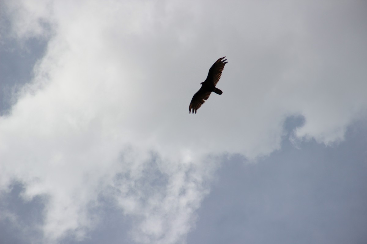 Hindi Akbabası - ML644562965