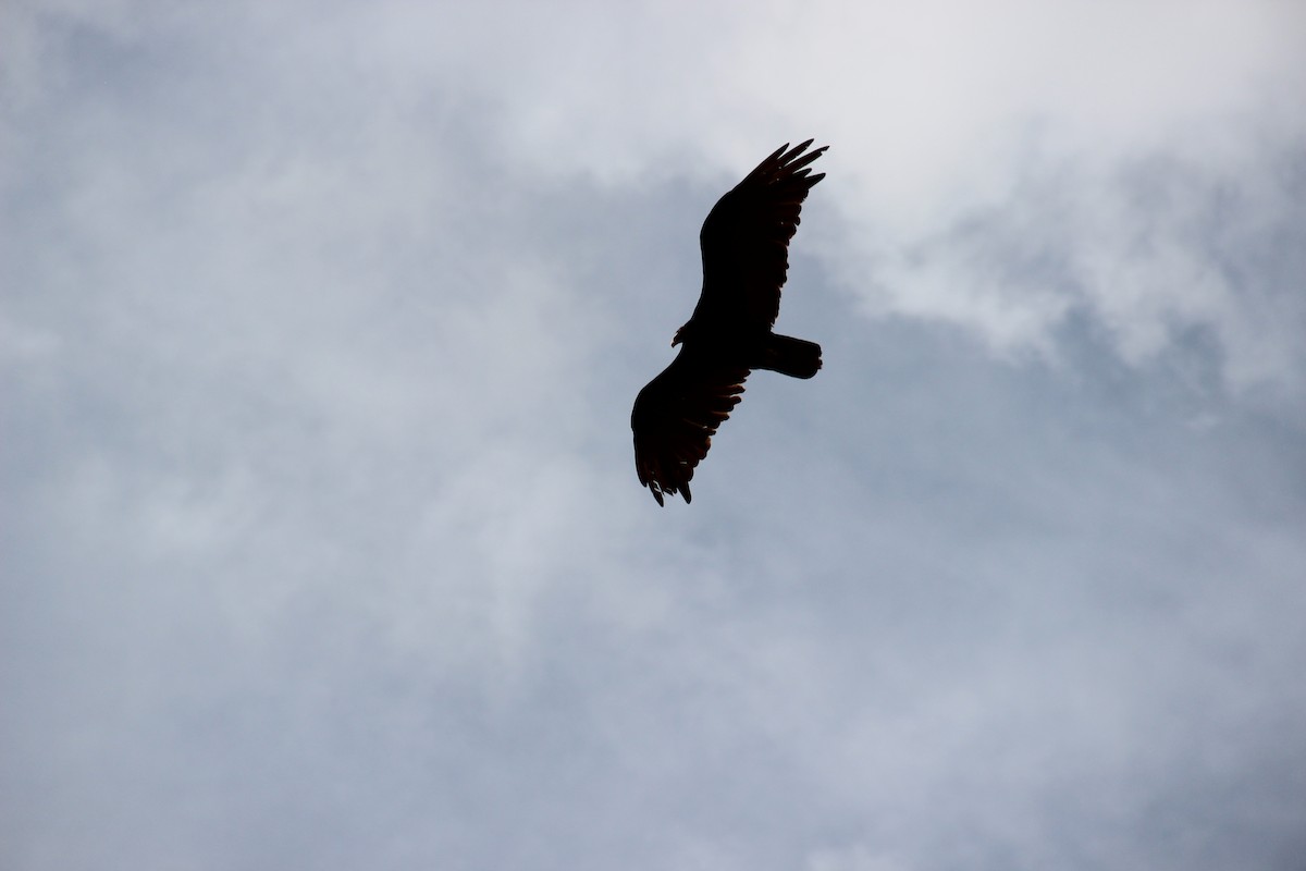 Hindi Akbabası - ML644562966