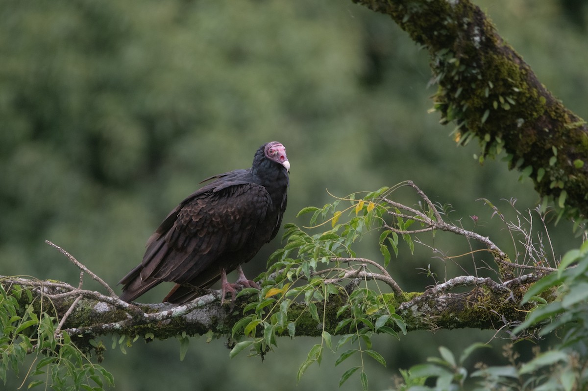 Hindi Akbabası - ML644562967