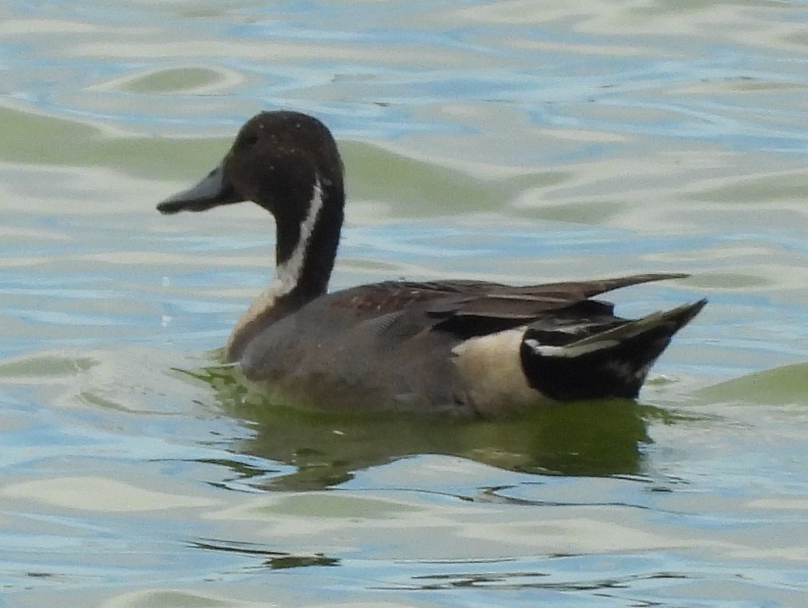 Kılkuyruk - ML644562968