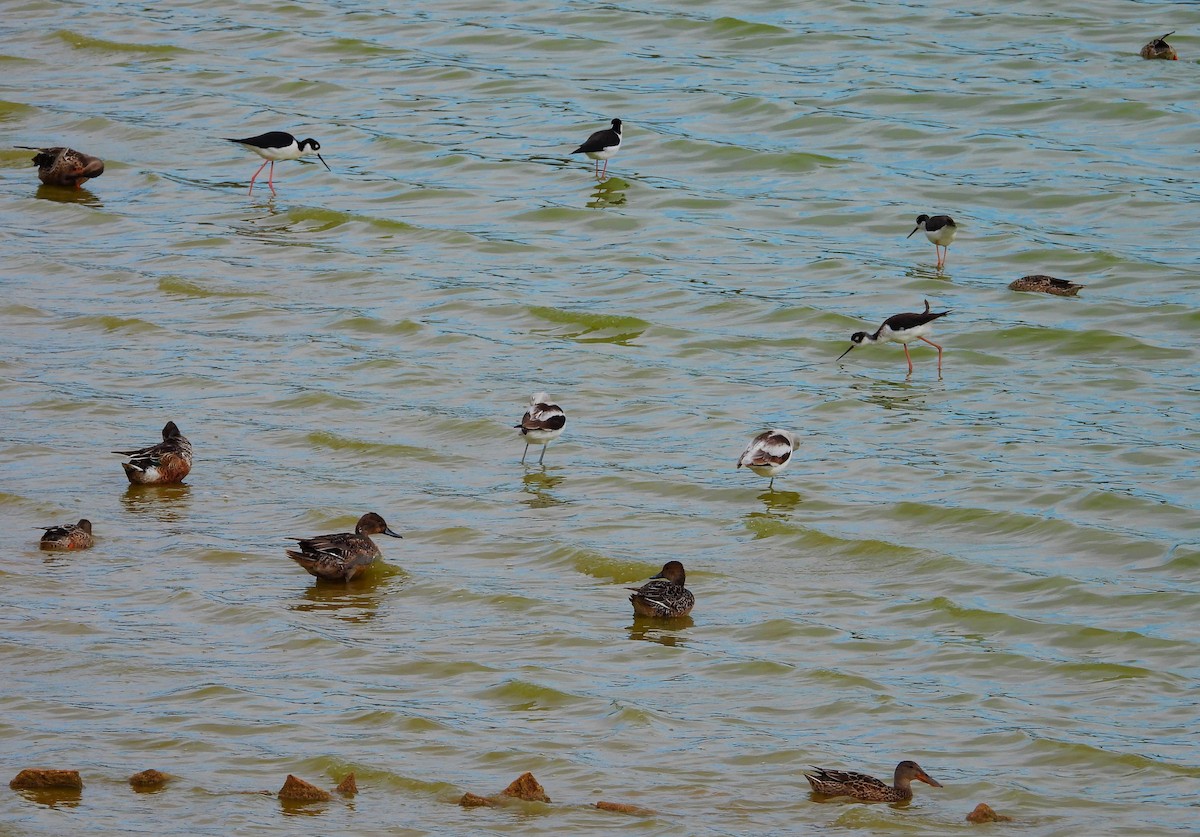 Kılkuyruk - ML644562969