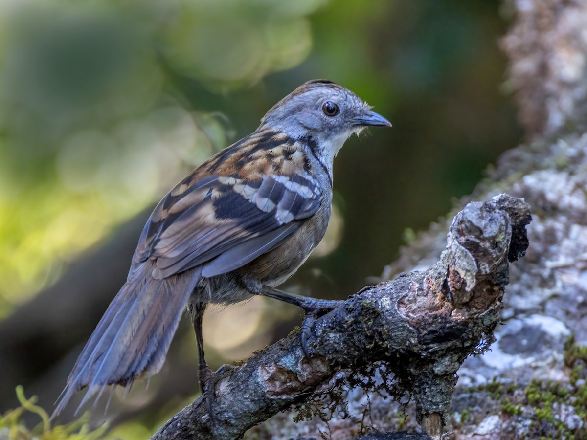 Avustralya Dalcambazı - ML644562972