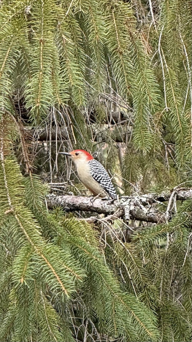 Kızılca Karınlı Ağaçkakan - ML644562973