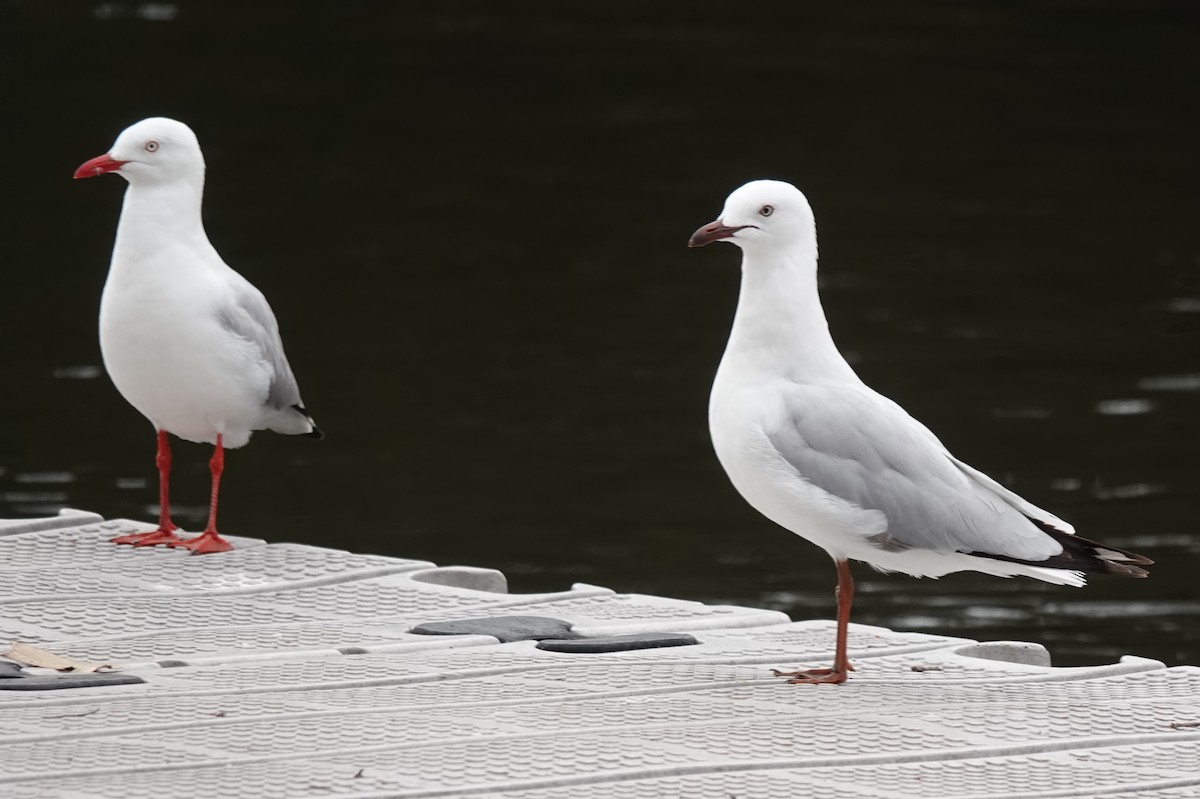 Avustralya Martısı (novaehollandiae/forsteri) - ML644562974