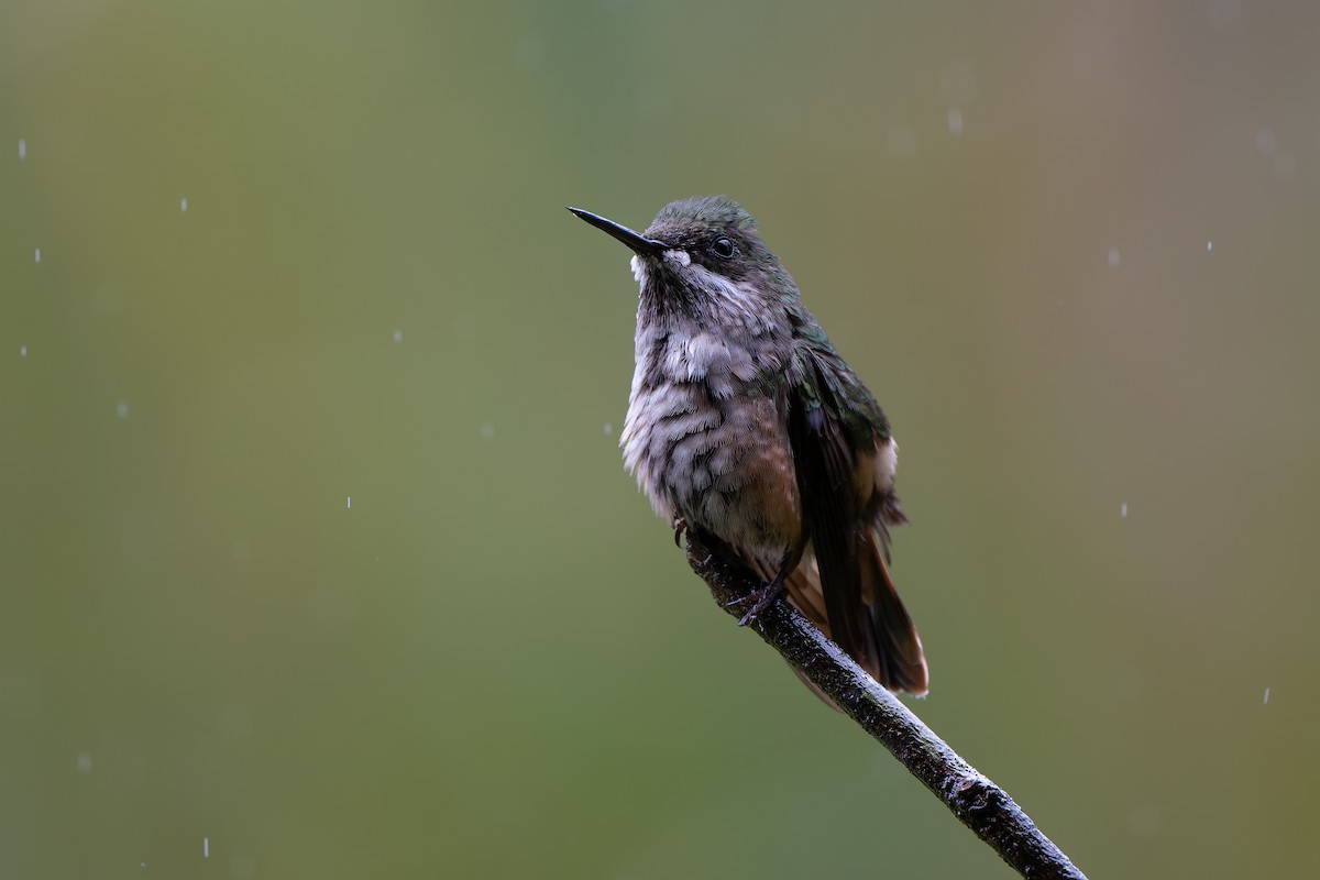 Atlantik Koketi - ML644562975