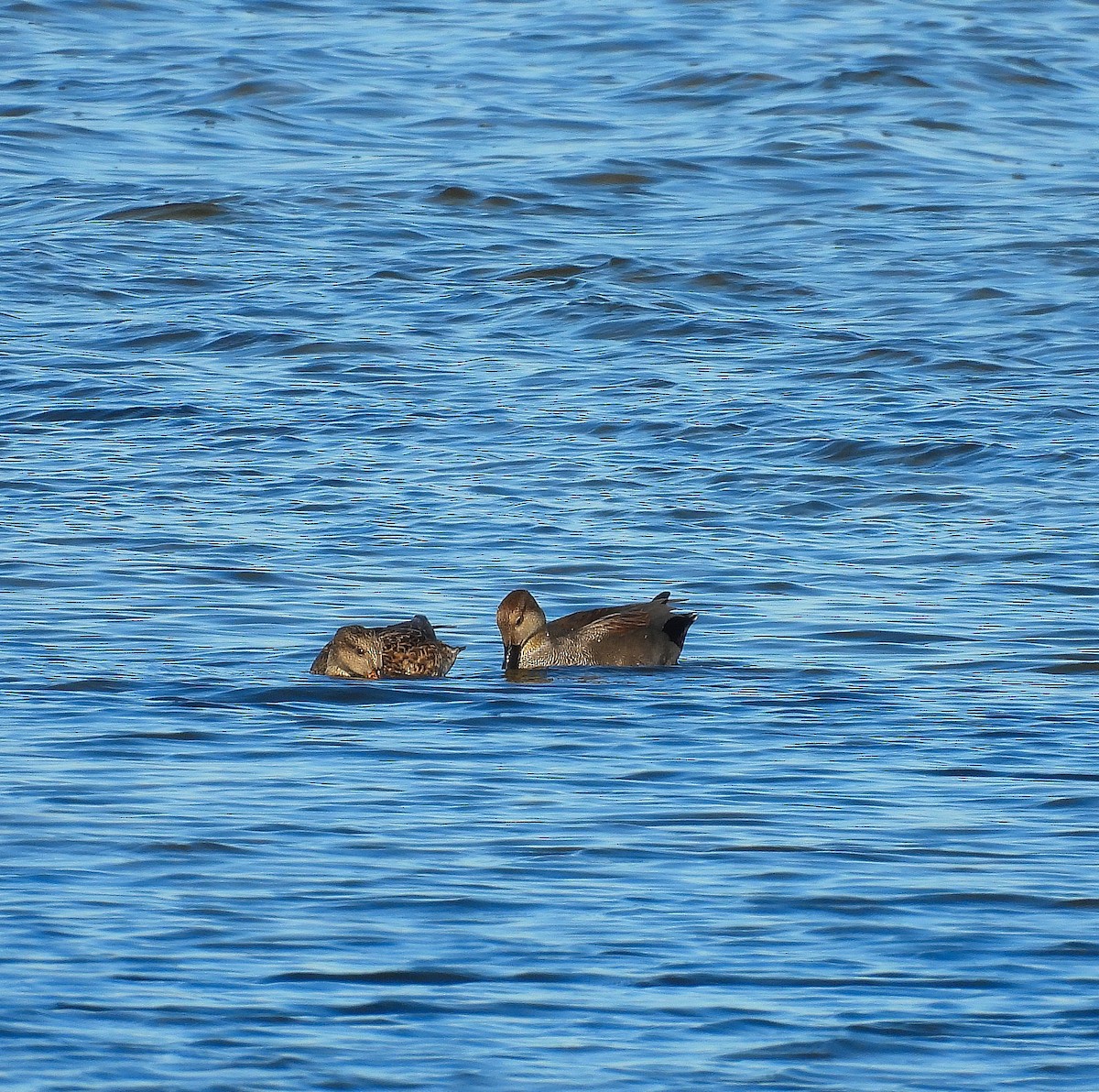 Boz Ördek - ML644562978