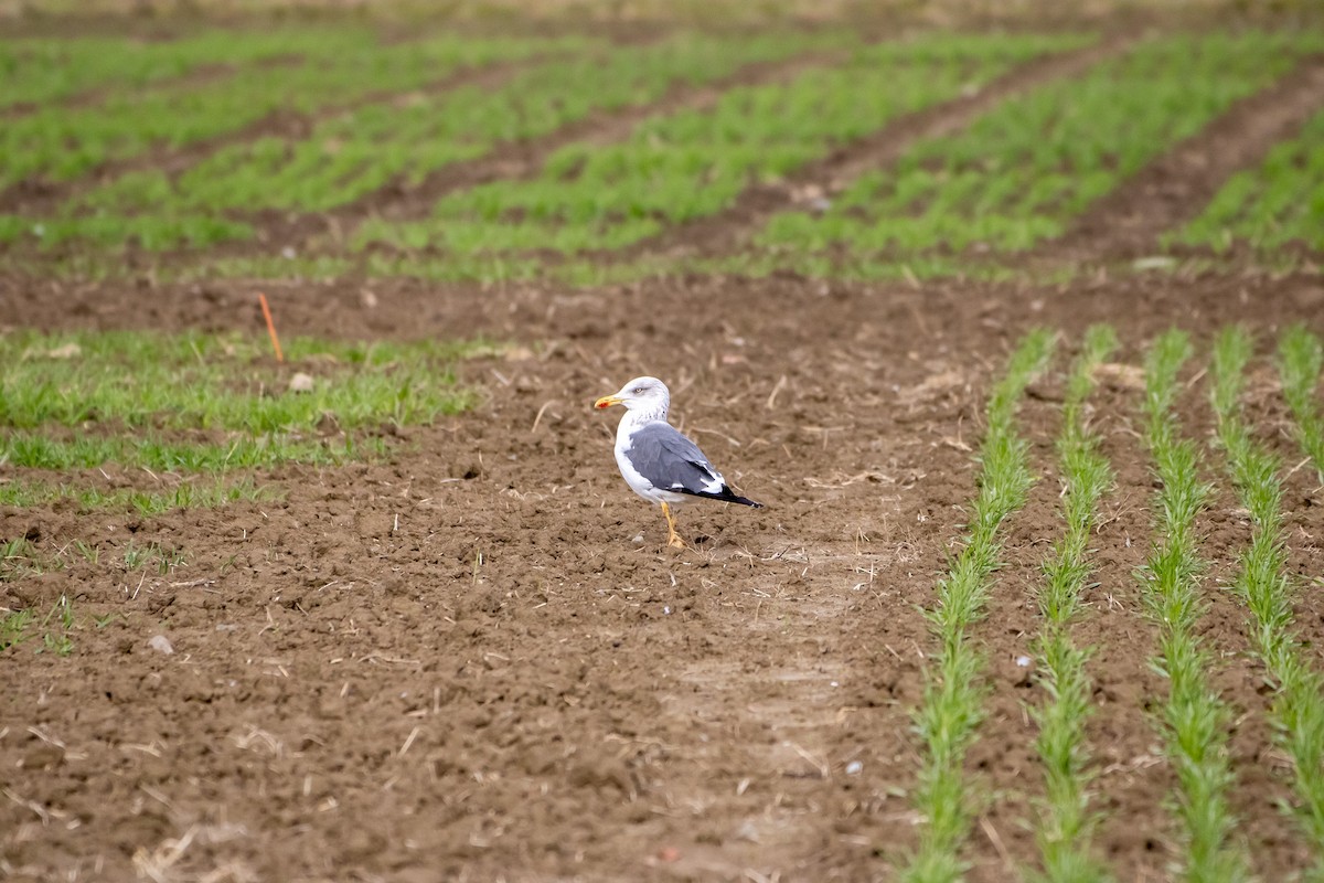 Kara Sırtlı Martı - ML644562979