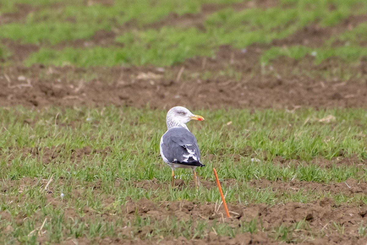 Kara Sırtlı Martı - ML644562980