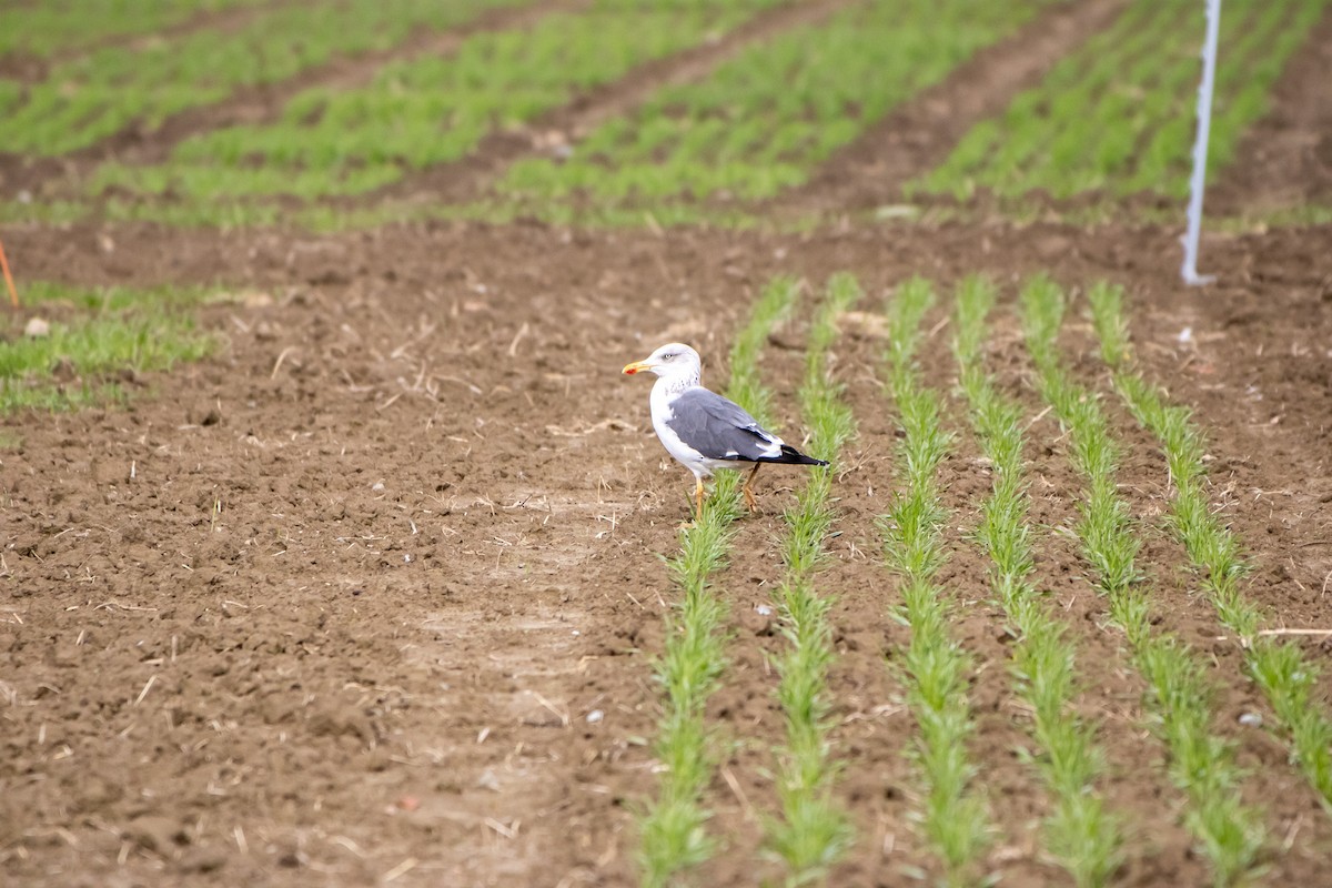 Kara Sırtlı Martı - ML644562981