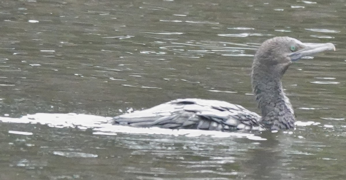 Kömür Karabatağı - ML644562983