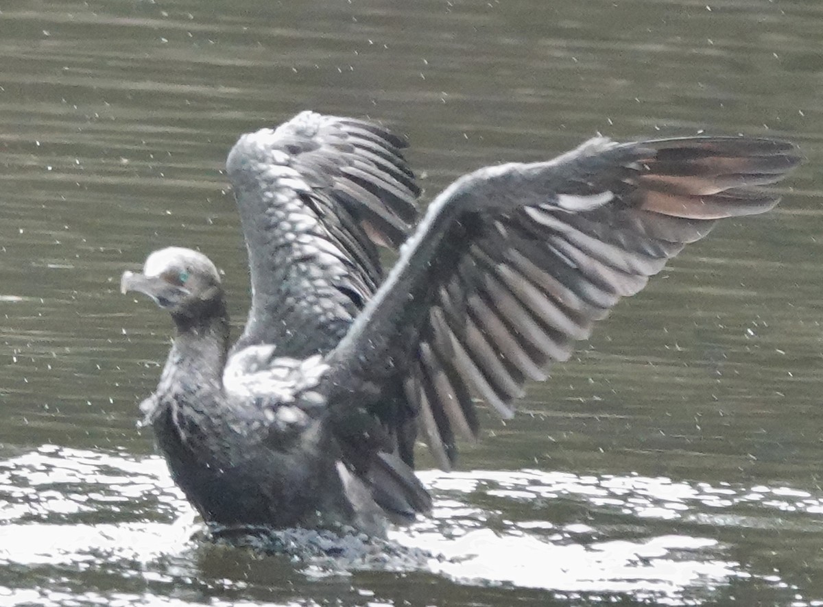 Kömür Karabatağı - ML644562984