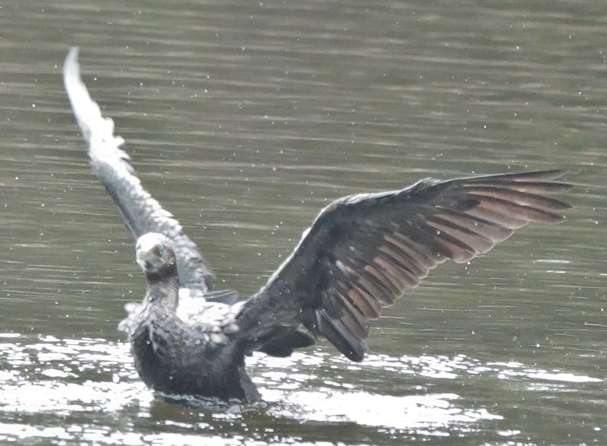 Kömür Karabatağı - ML644562985