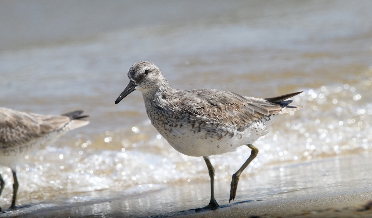 Red Knot - ML644562986