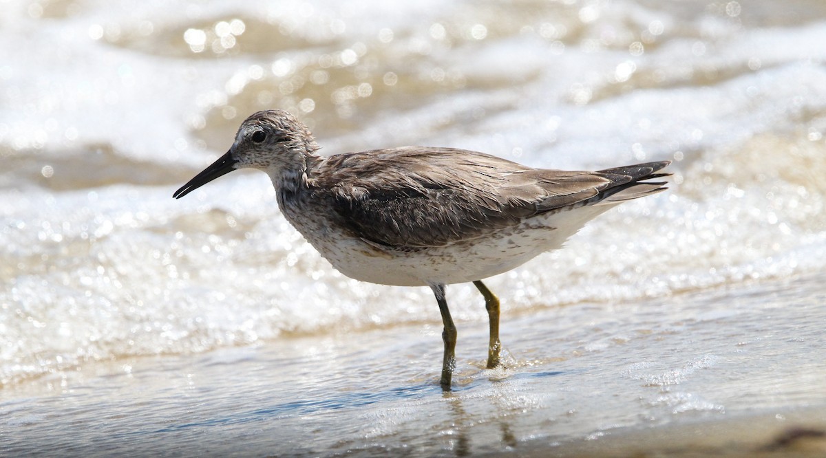 Red Knot - ML644562987