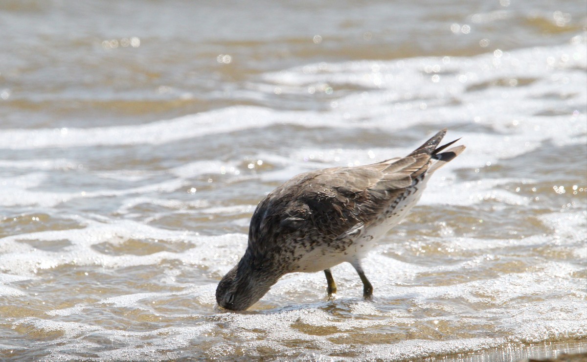 Red Knot - ML644562988