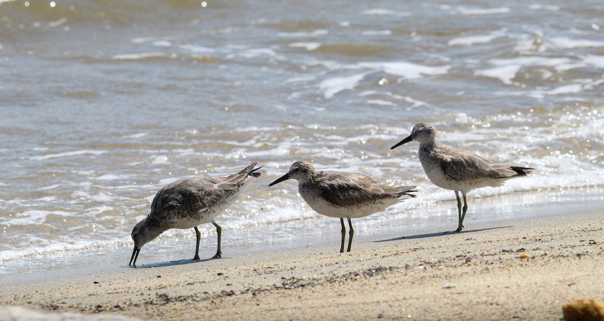 Red Knot - ML644562989