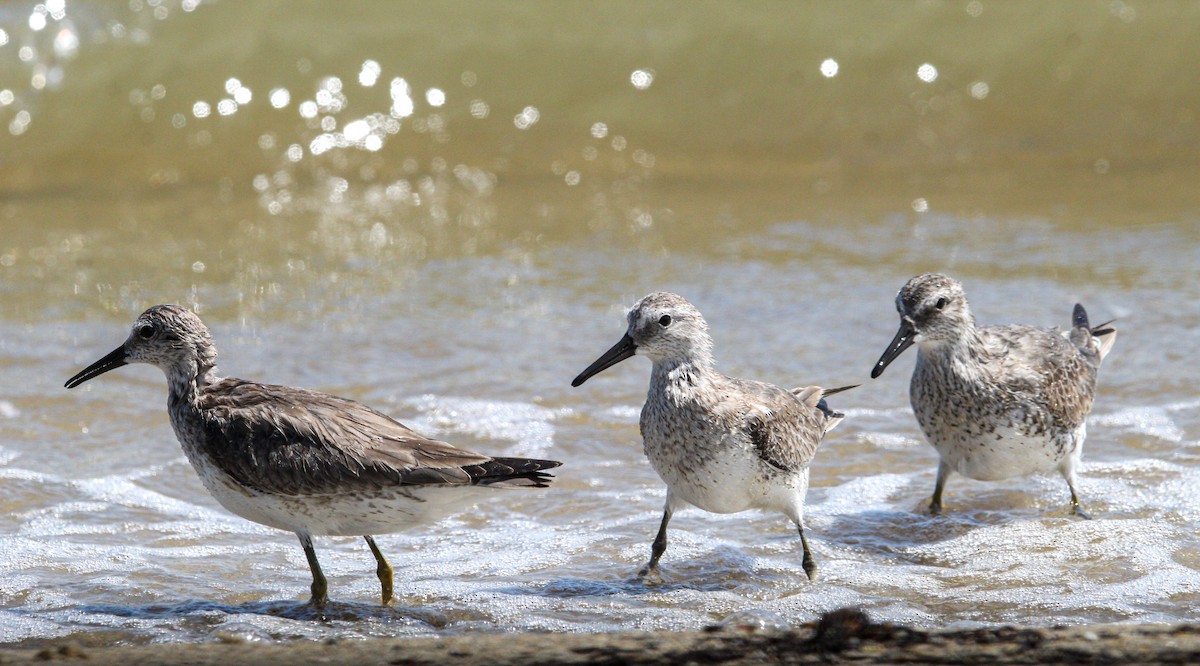 Red Knot - ML644562991