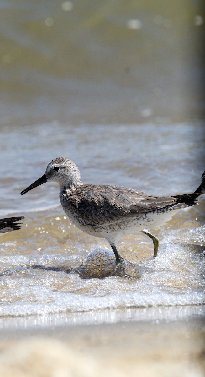 Red Knot - ML644562992