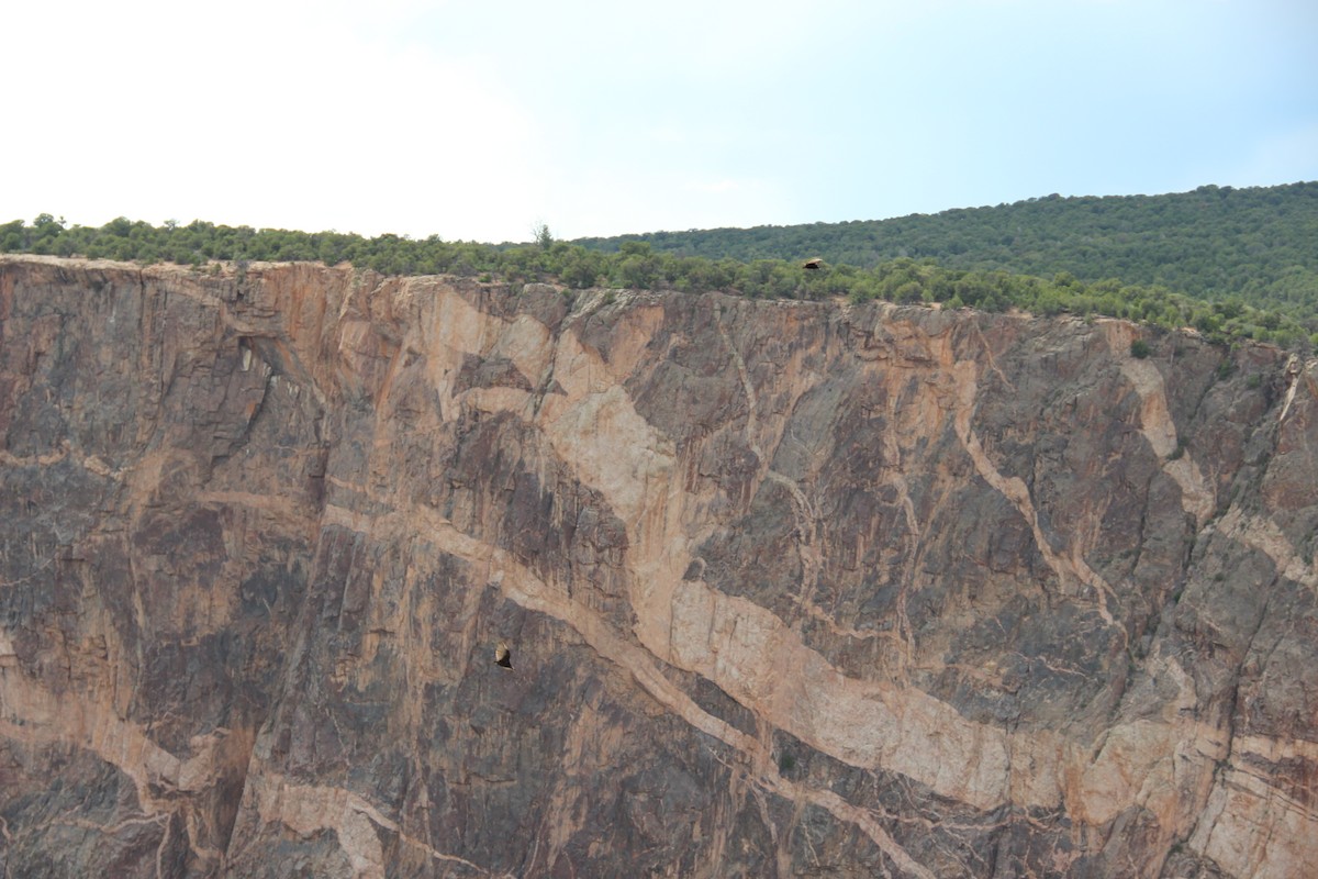 Hindi Akbabası - ML644562993