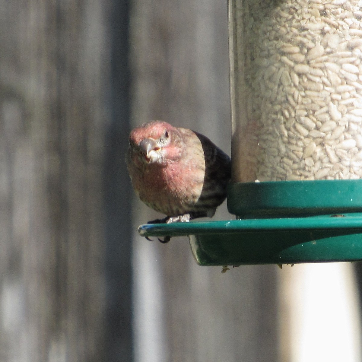 House Finch - ML644562997