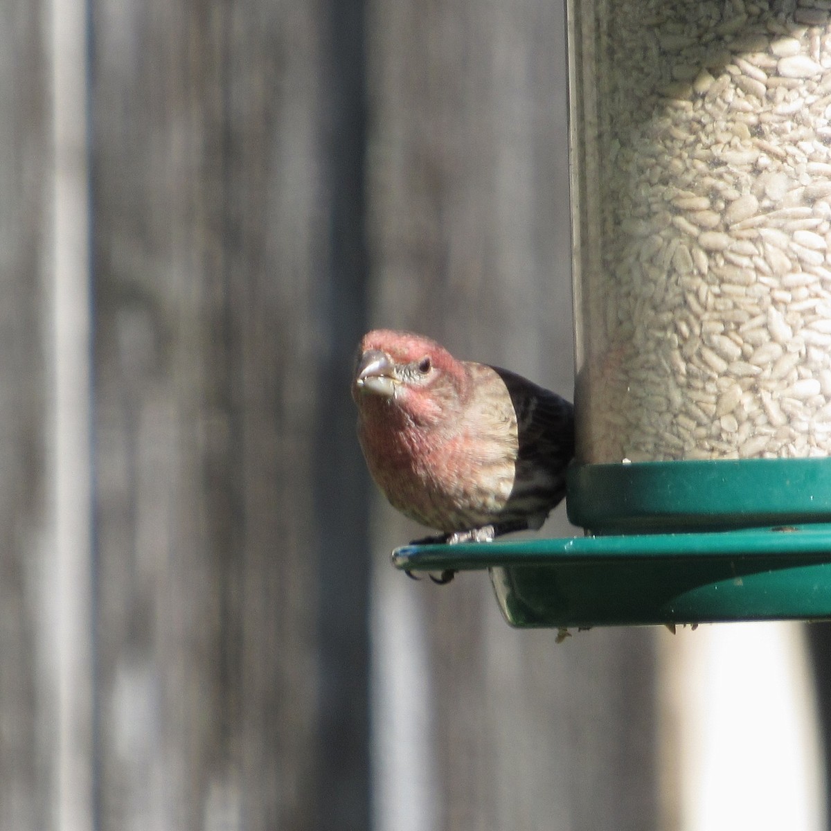 House Finch - ML644562998