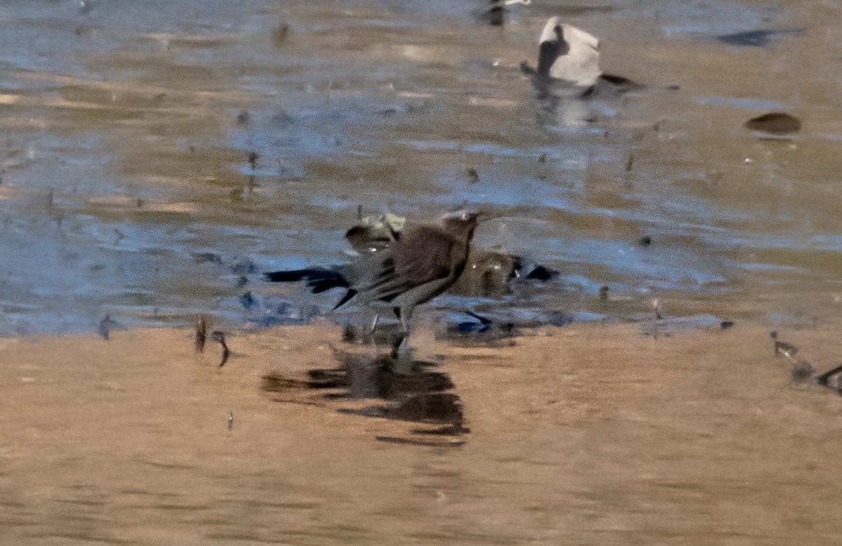 クロムクドリモドキ - ML644563001