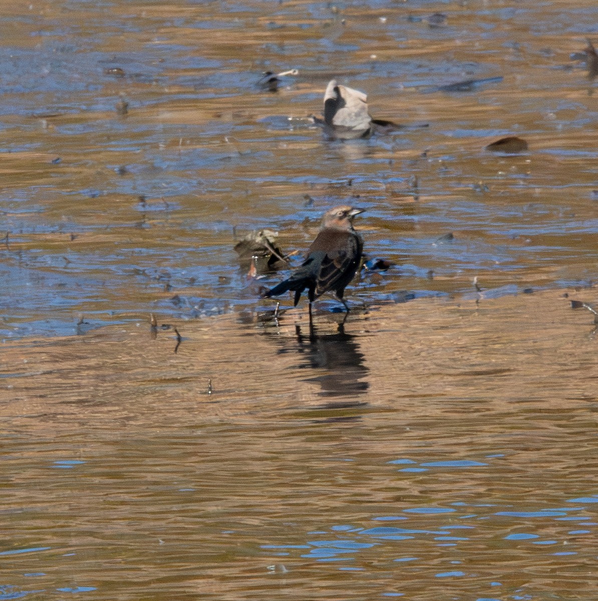 クロムクドリモドキ - ML644563002