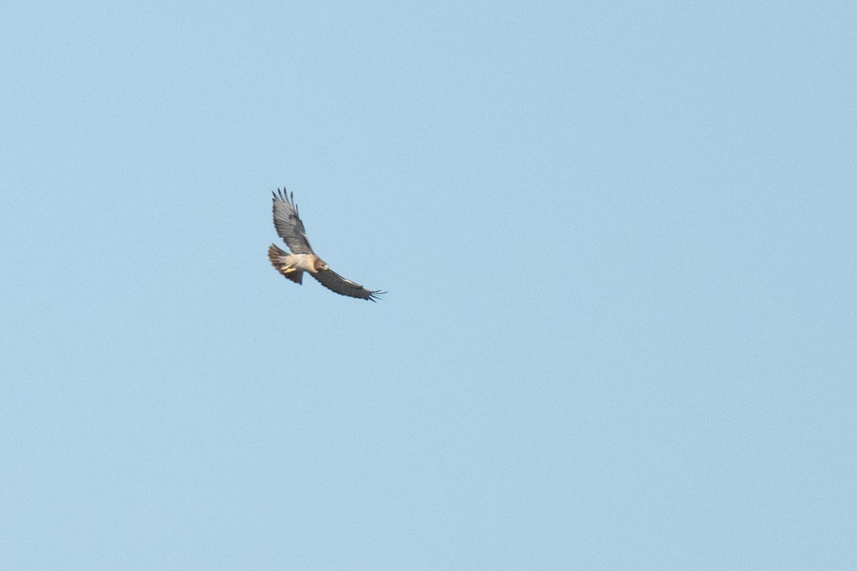 Канюк неоарктичний - ML644563003