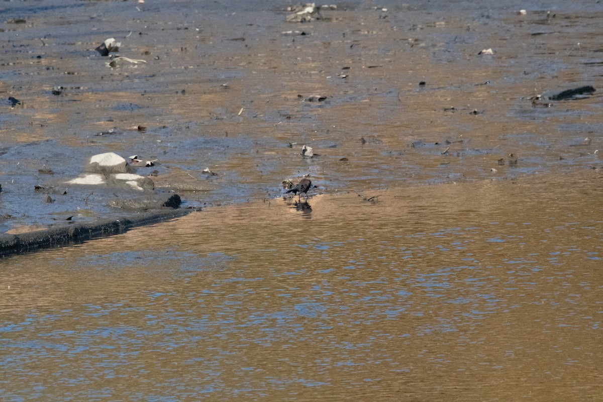 クロムクドリモドキ - ML644563004