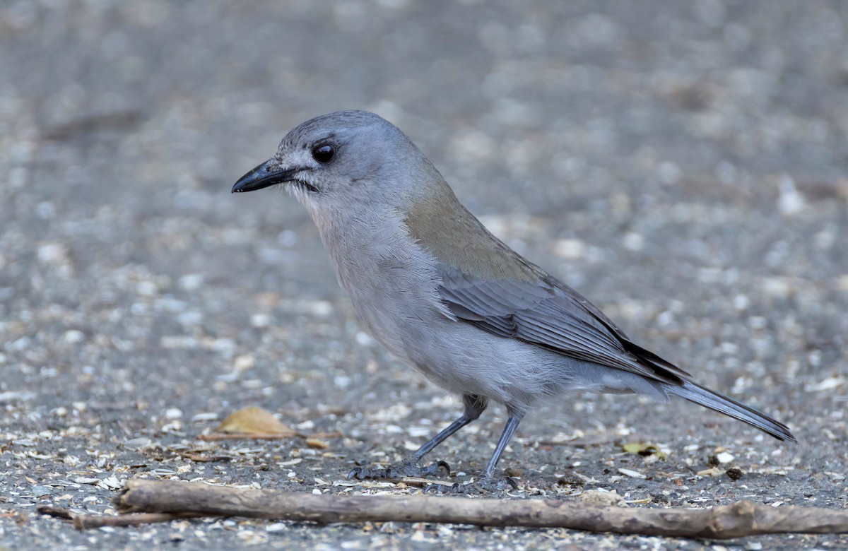 Gray Shrikethrush - ML644563008