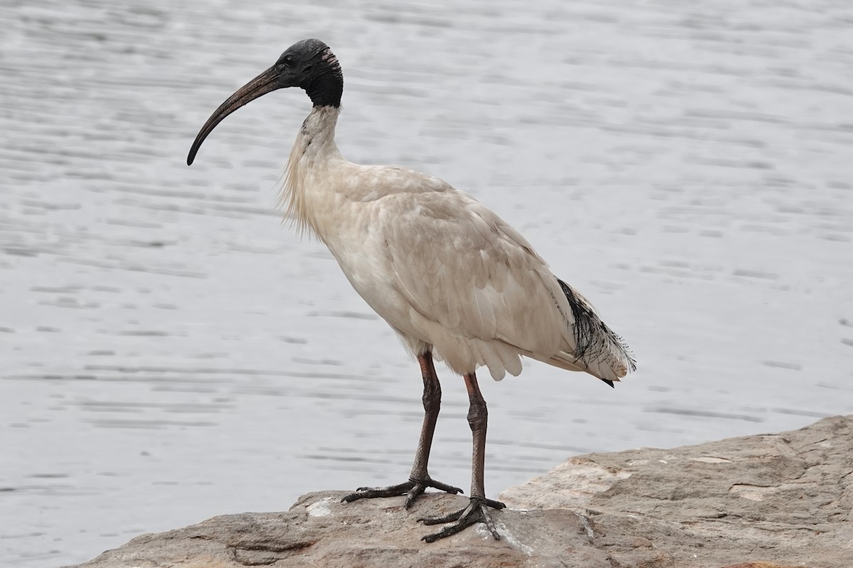 Australian Ibis - ML644563009